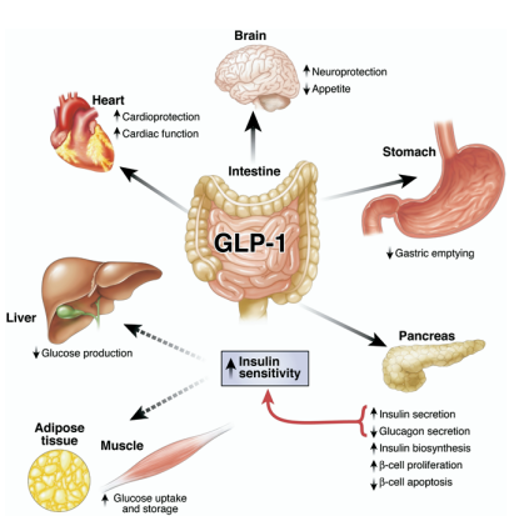 GLP-1 Visual Diagram