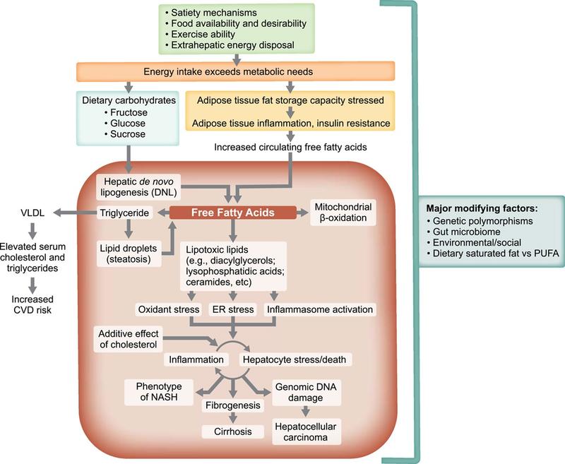 Pathogenic drivers of NAFLD as therapeutic targets. Overview of the major mechanisms that lead to the phenotype of NASH and its consequences, many of which can be leveraged therapeutically.