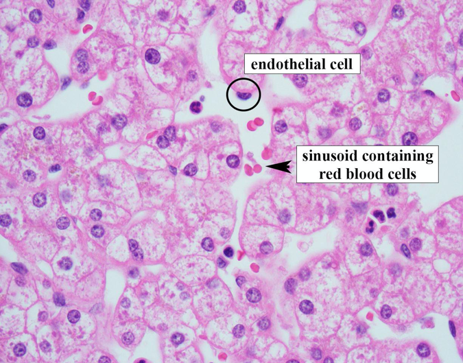 Both Liver Cells And Lens Cells Normal Liver Histology 101 | AASLD