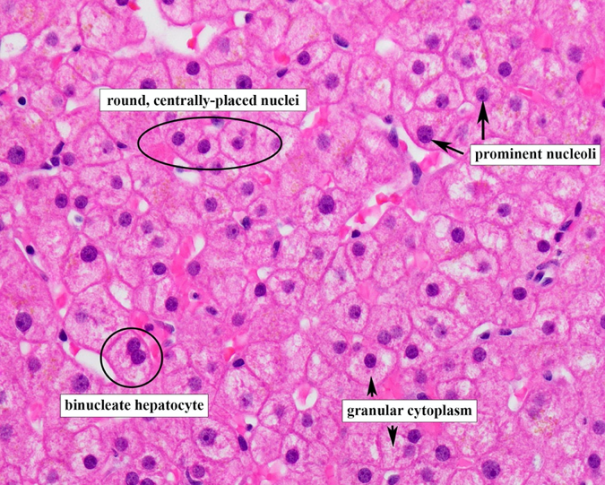 Normal Liver Histology 101 AASLD